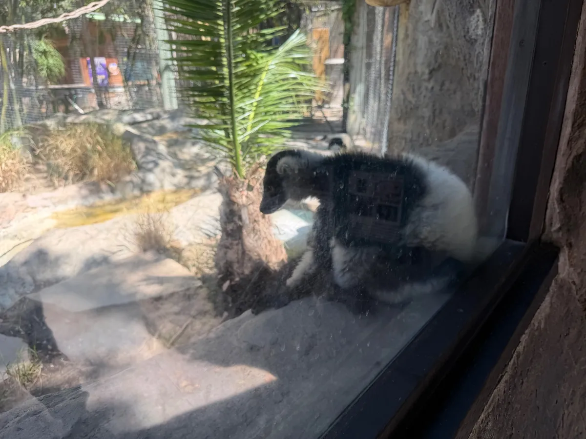 more lemurs