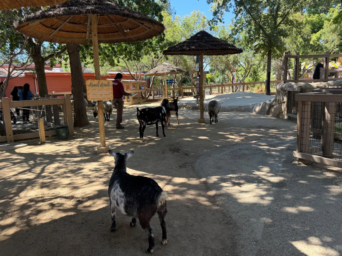 Petting zoo 