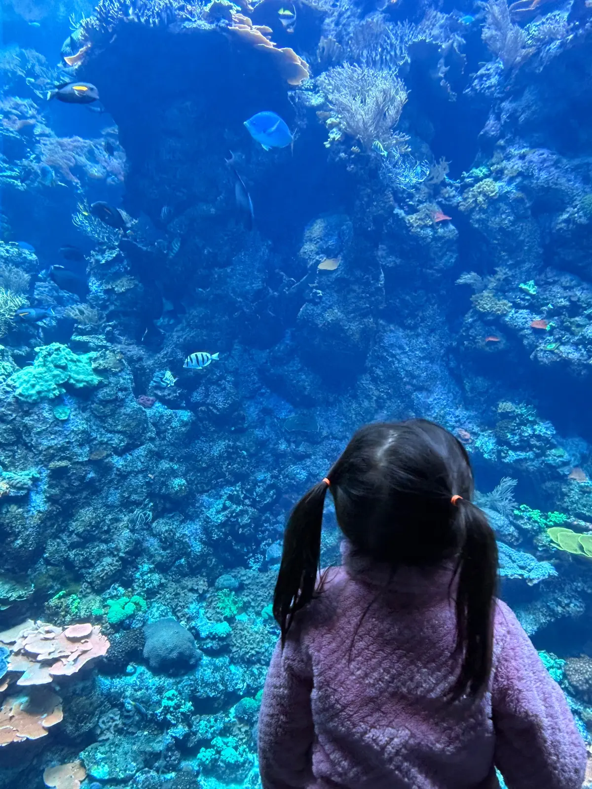 Giant aquarium