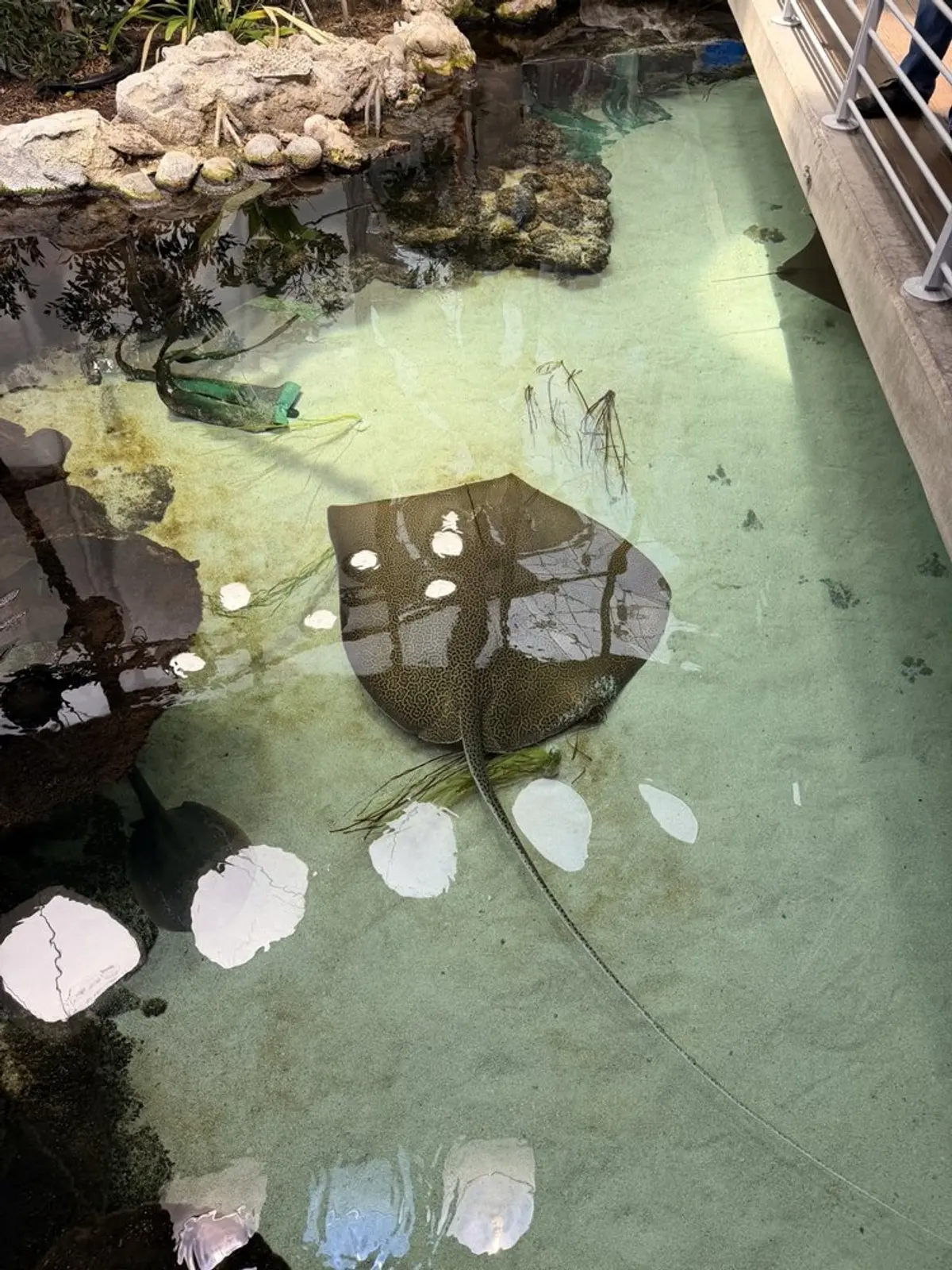Interactive marine life discovery