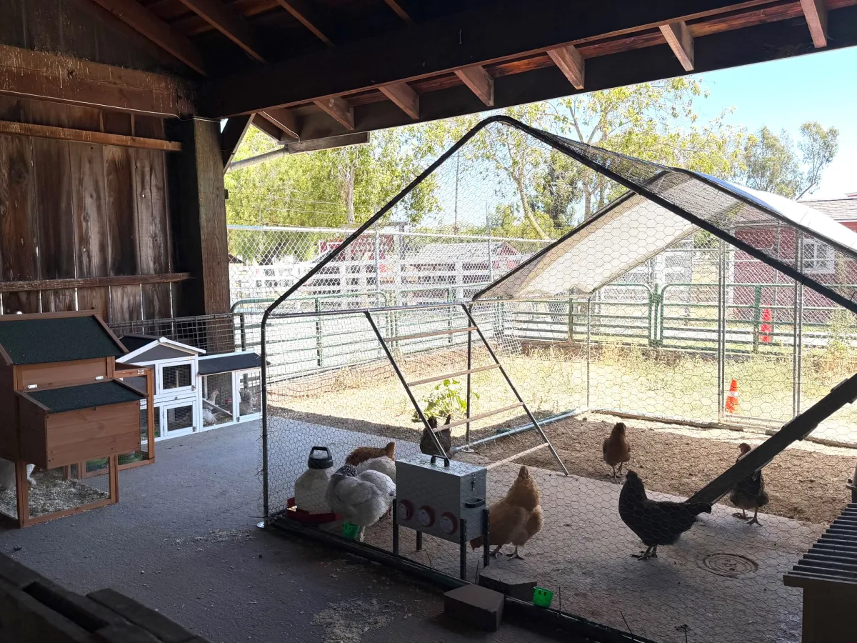 Chicken coop - remaining small farm animal area closed