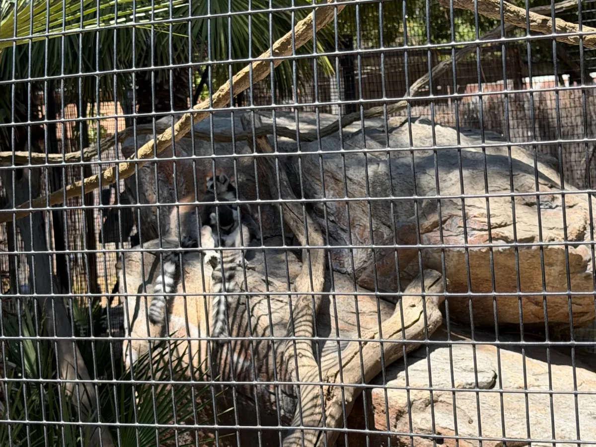lemurs at the Zoo