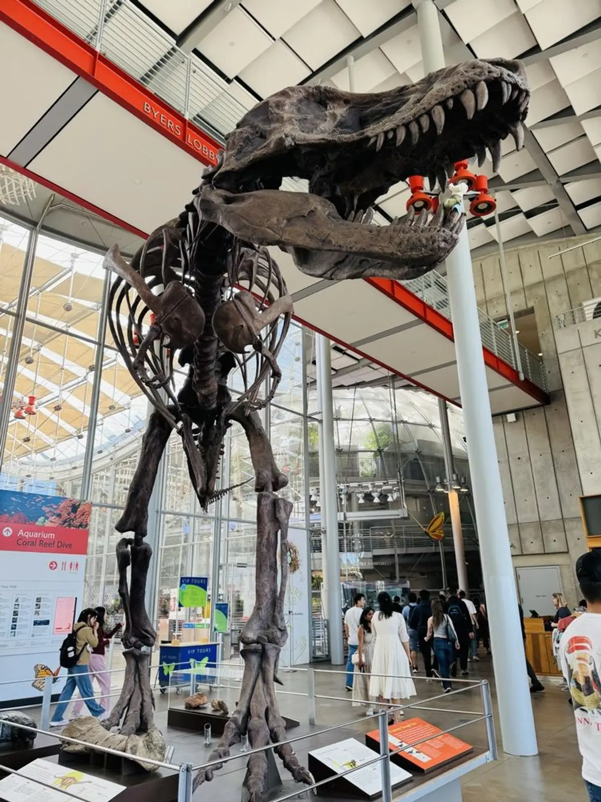 Dinosaur bone display