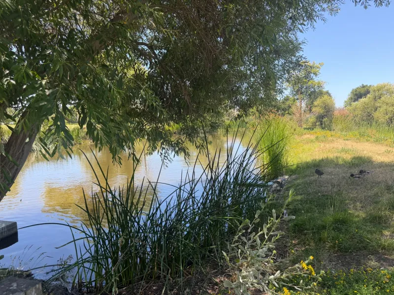 Idyllic pond with ducks