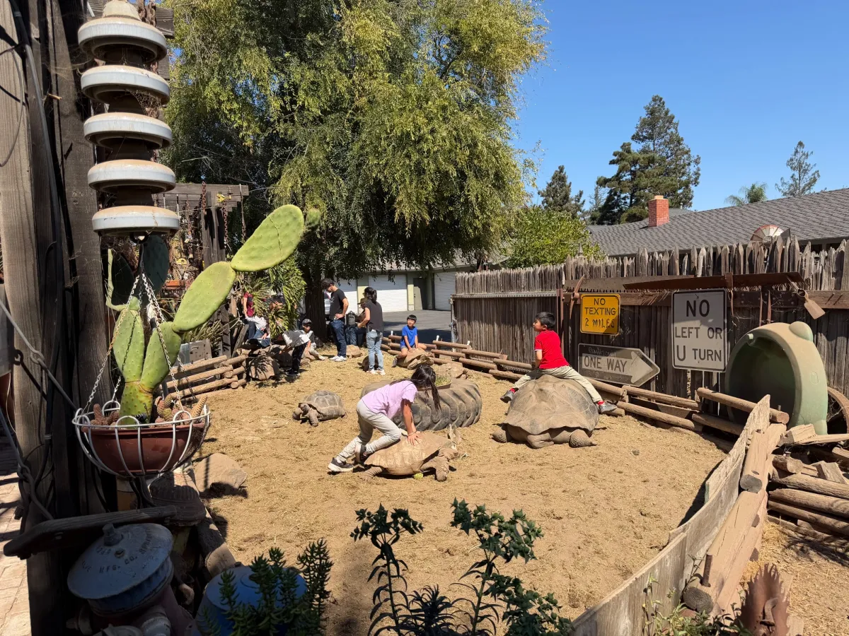 Tortoise Ranch