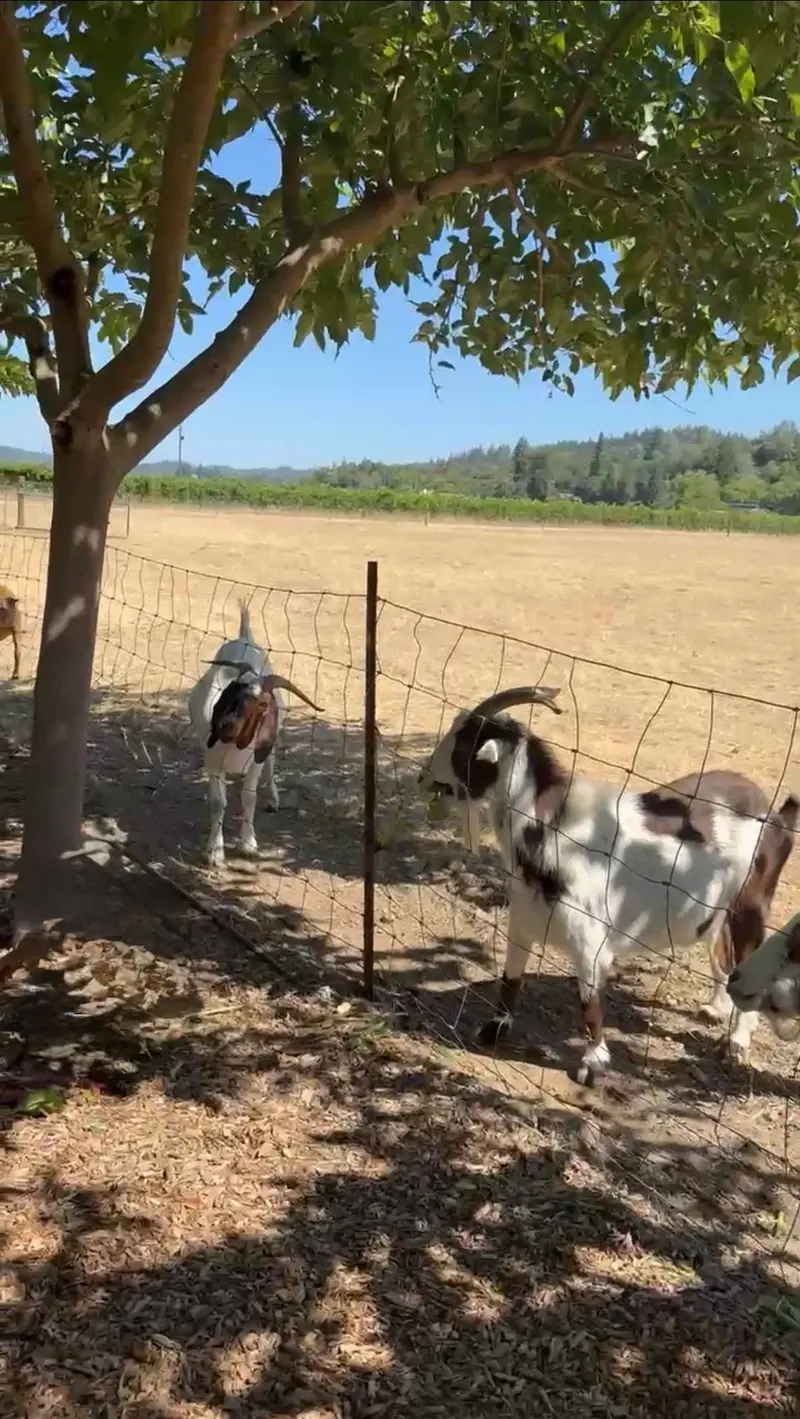 aesthete winery & farm
