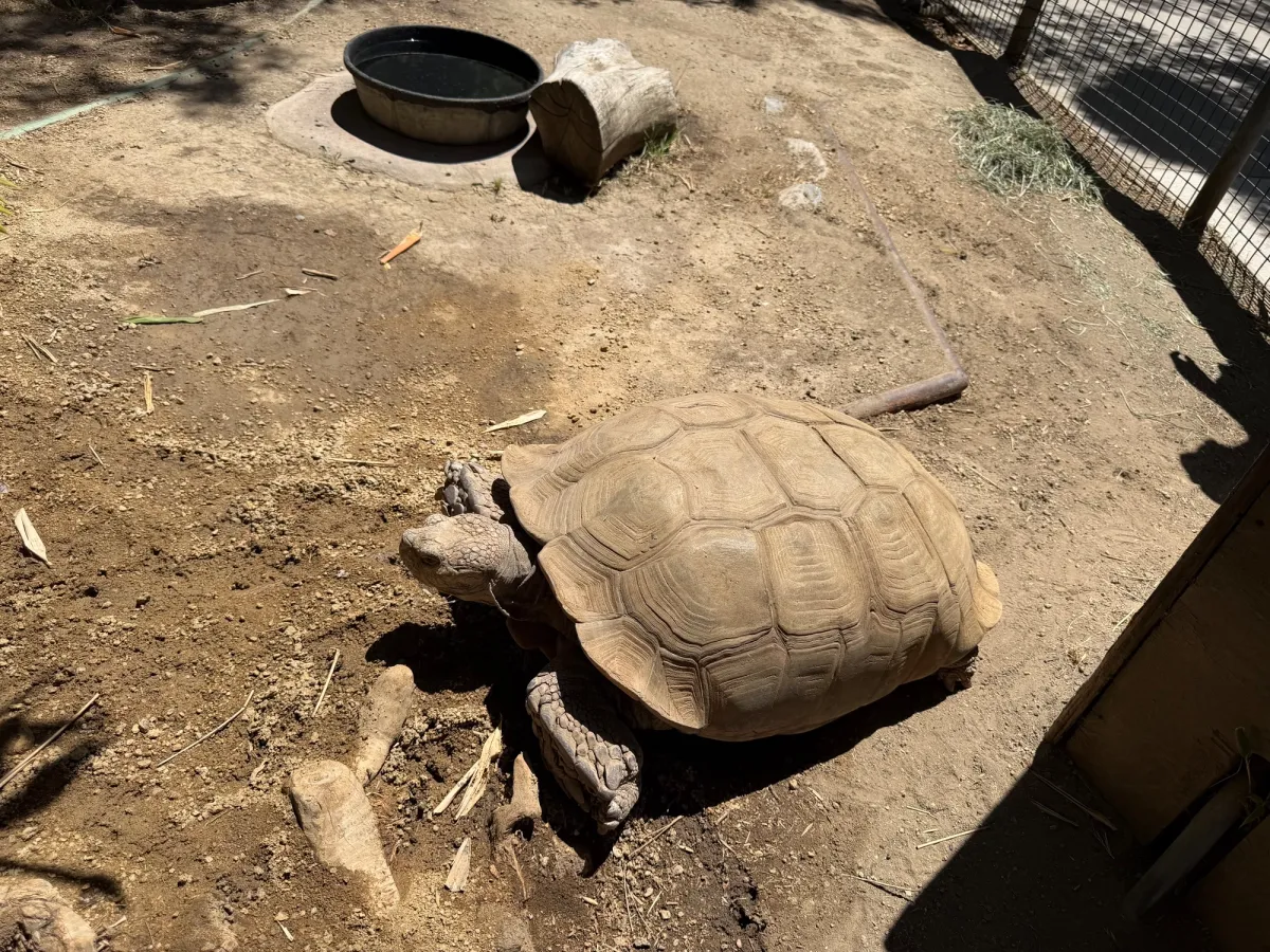 Tortoise at Happy Hollow zoo