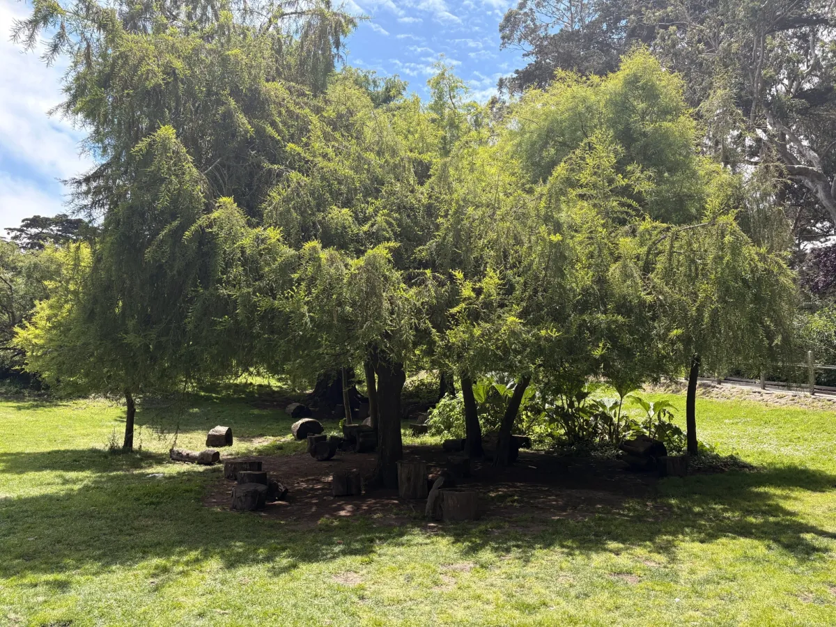 Canopy of trees for shade and logs for littles to build around