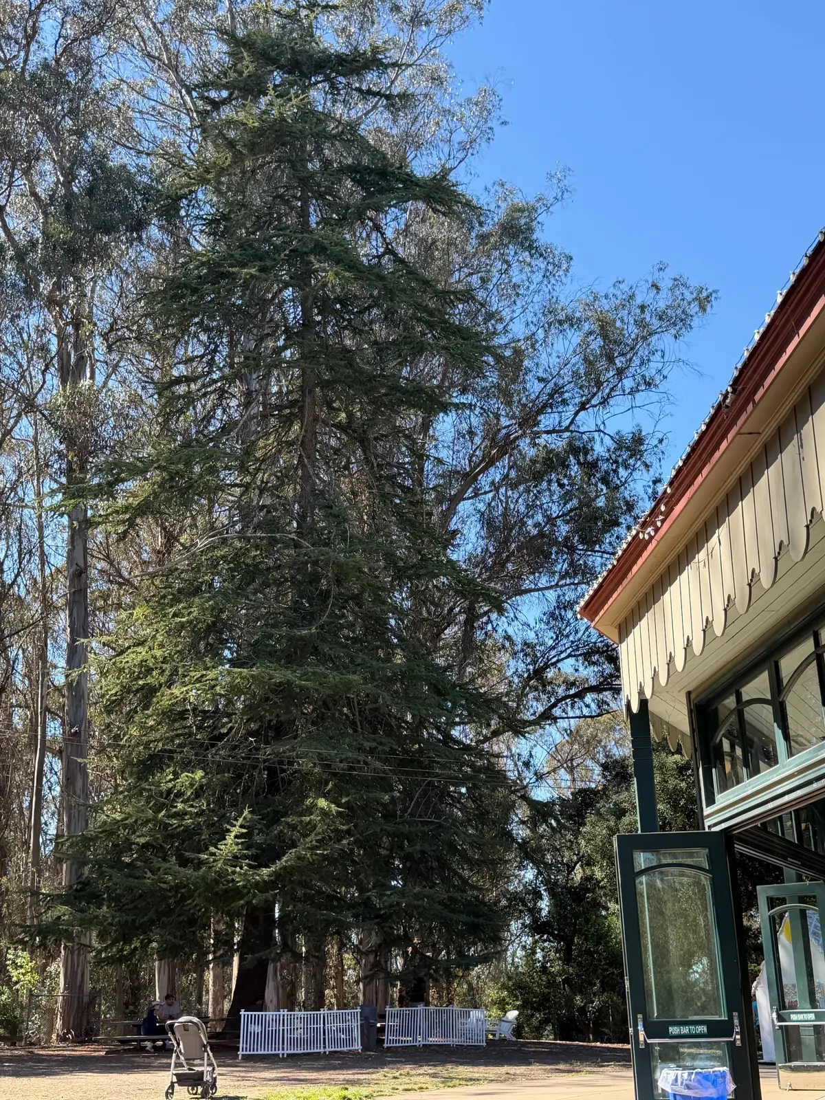 Carousel is right next to the forest
