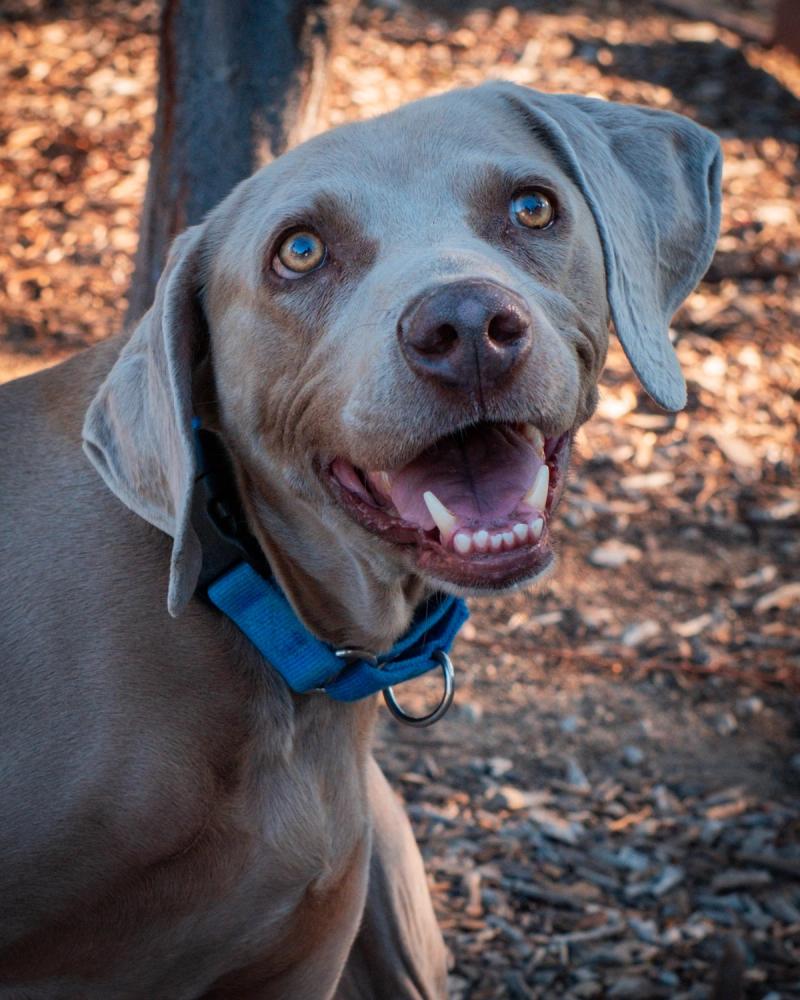 The family’s gray dog sitting in the tall grass