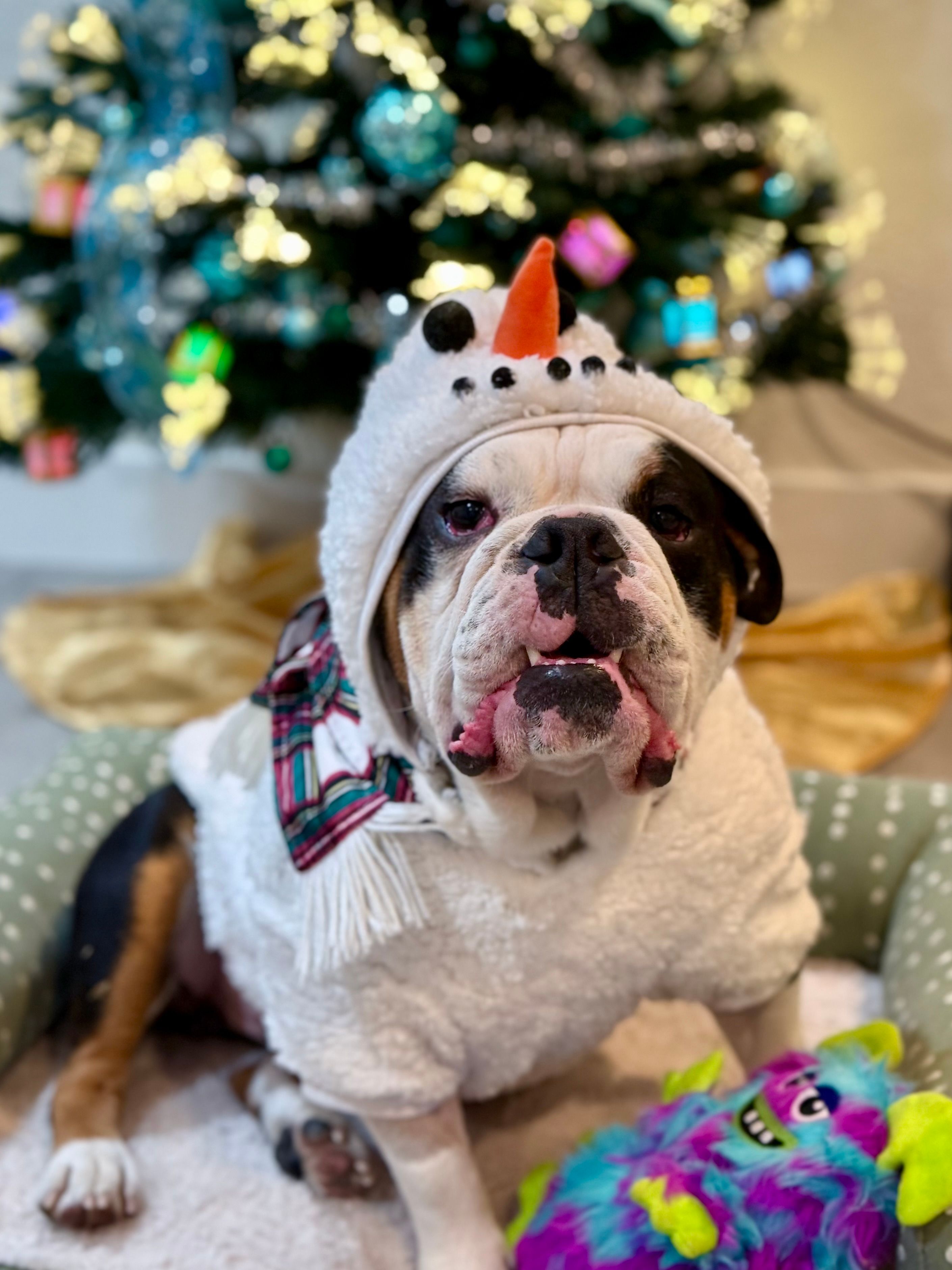 Holiday Pet Session Tips — How to Get Great Photos of Your Dog or Cat