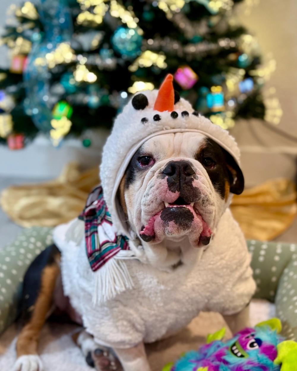 Holiday Pet Session Tips — How to Get Great Photos of Your Dog or Cat