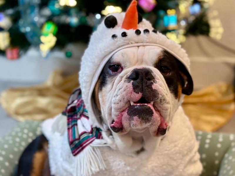Holiday Pet Session Tips — How to Get Great Photos of Your Dog or Cat
