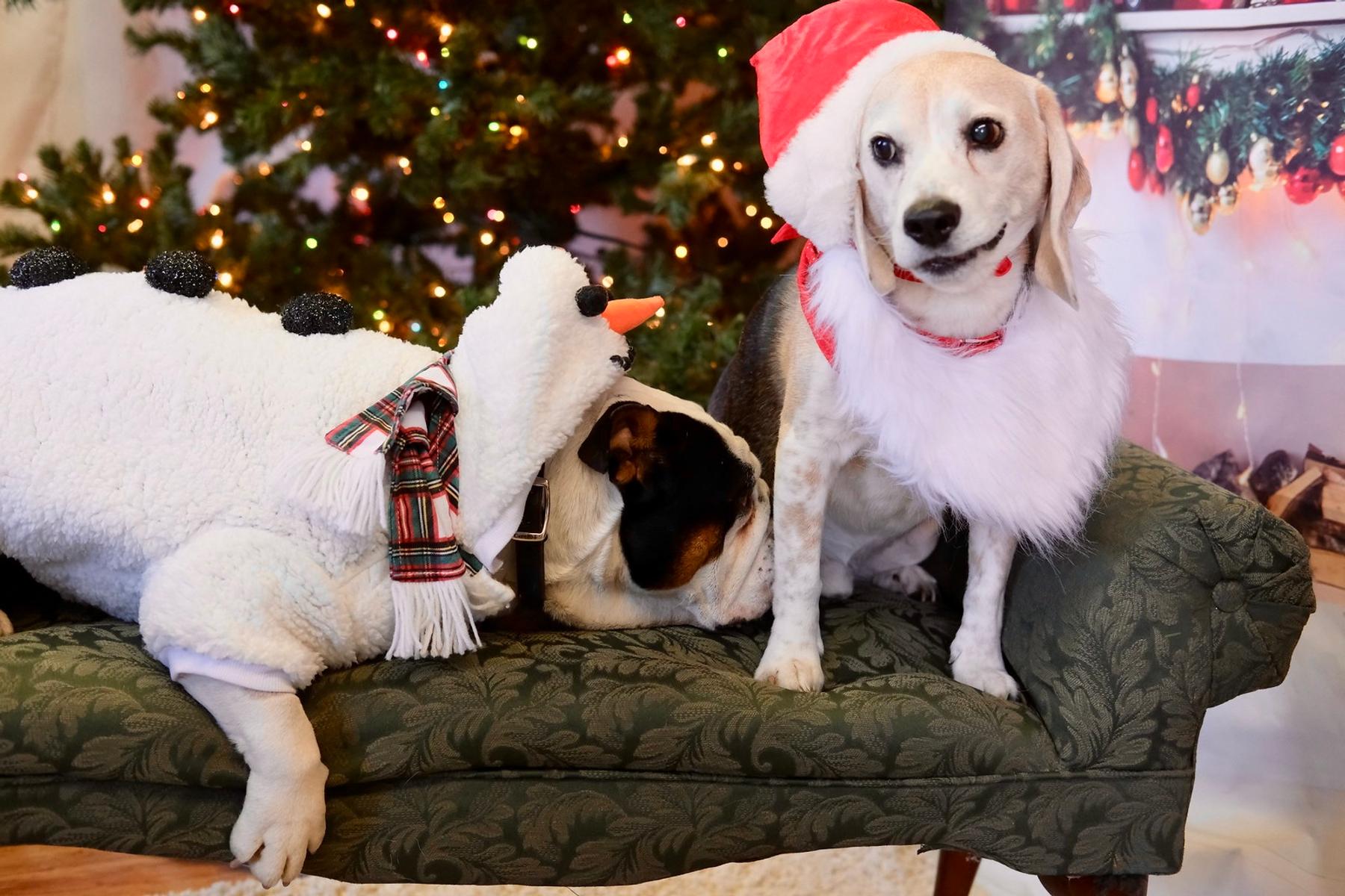 A bulldog dressed as a snowman and a beagle in a Santa hat and beard on a green tufted bench in front of a lit Christmas tree