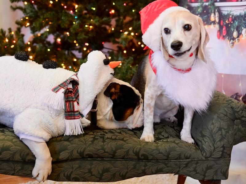 A bulldog dressed as a snowman and a beagle in a Santa hat and beard on a green tufted bench in front of a lit Christmas tree