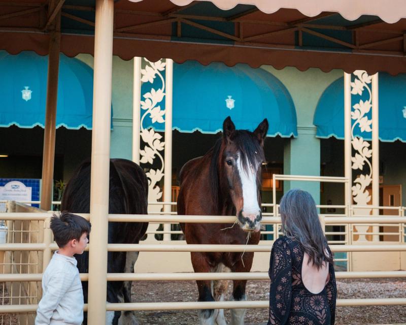 Family visiting a horse at the stable at Santa Anita Park
