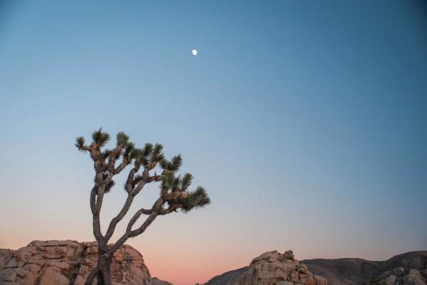 Lone Joshua tree silhouetted against a pink and blue dusk sky