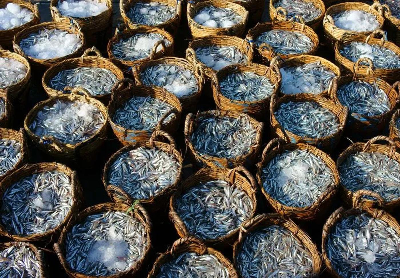 Anchois frais utilisés pour la fabrication de la sauce nuoc mam vietnamienne