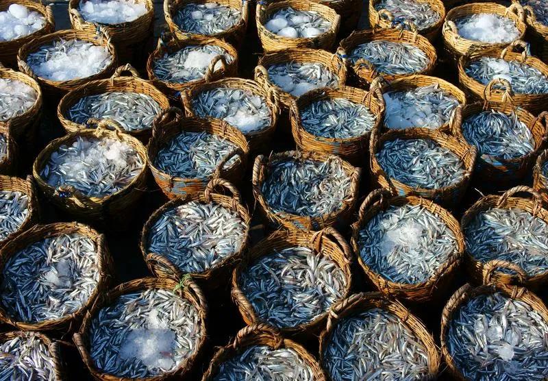 Anchois frais utilisés pour la fabrication de la sauce nuoc mam vietnamienne