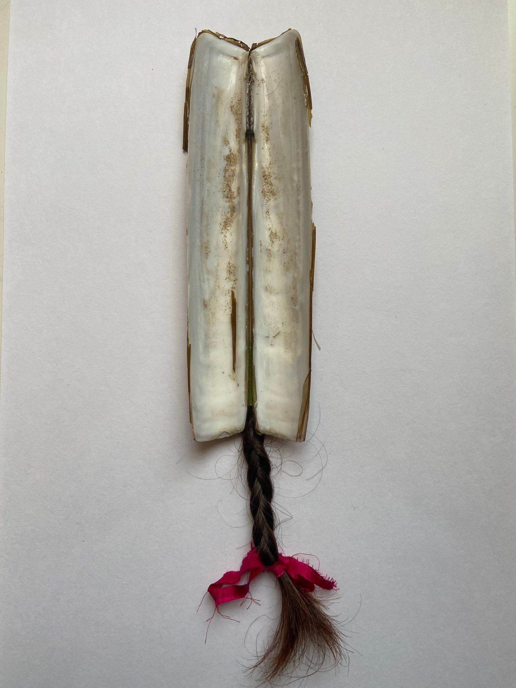 Razor shell, human hair, ribbon