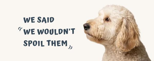 A golden doodle lounging on an armchair with the headline "We said we wouldn't spoil them." — illustrated banner for Pet Art's article on U.S. pet spending trends