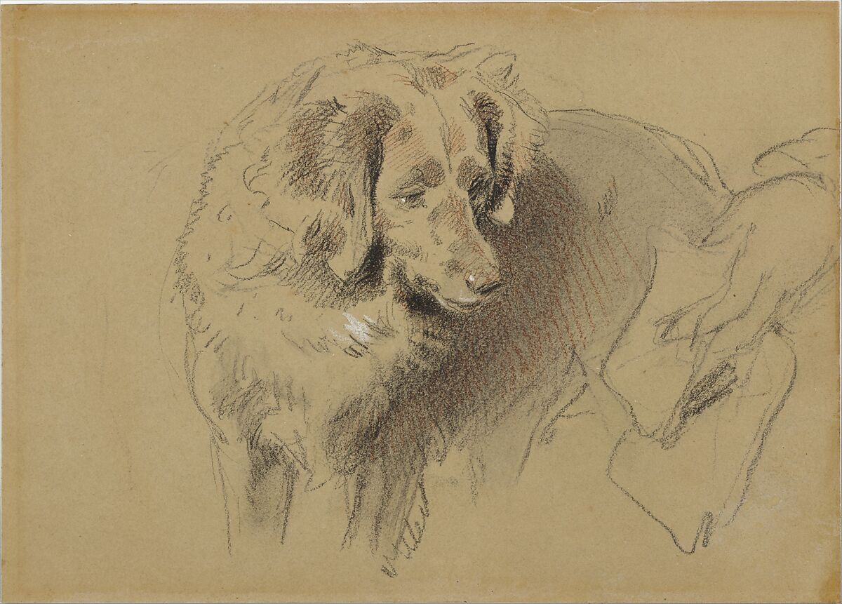 Sir Edwin Landseer’s Study of a Dog, a chalk drawing capturing the head and expression of a long-haired dog.