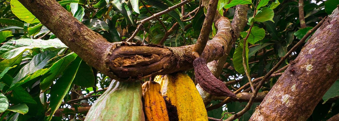 Strategic Market Research of the Cocoa Industry Value Chain