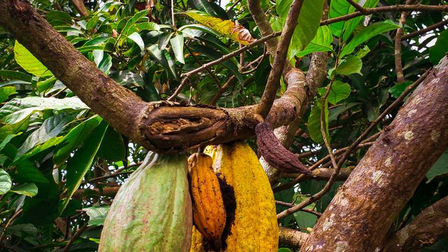 Strategic Market Research of the Cocoa Industry Value Chain