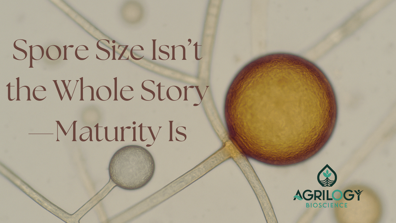 Small but Mature! The Difference Between Natural Size and Immaturity in AMF Spores