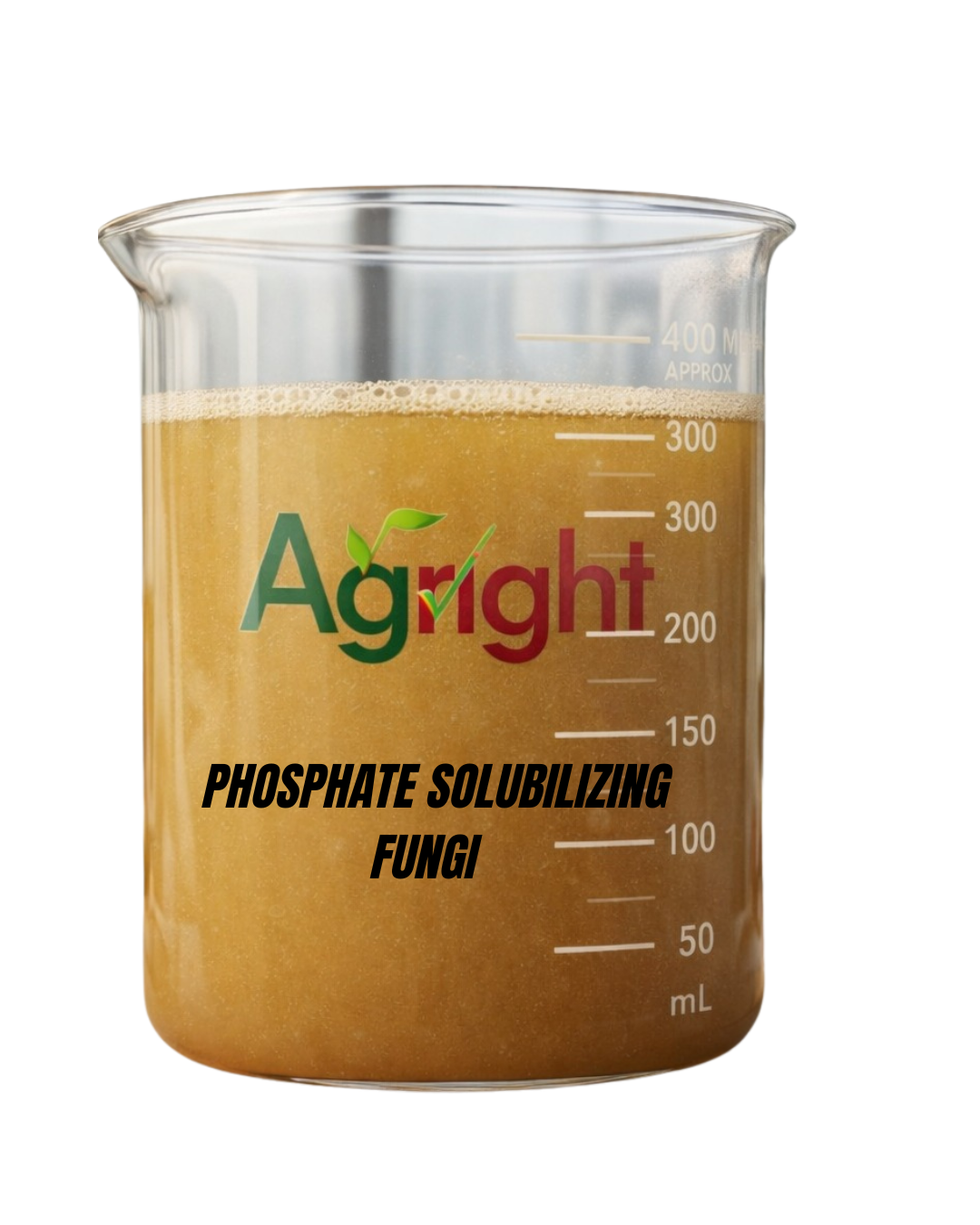 Phosphate Solubilizing Fungi thumbnail 4