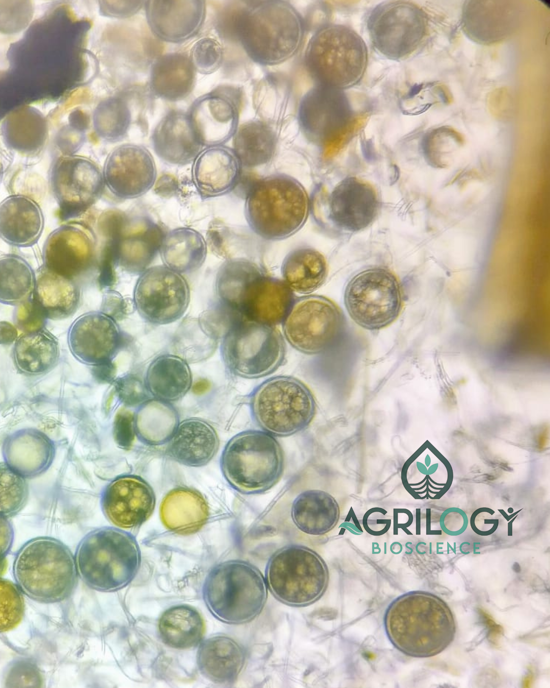 VAM Technical- 10,000 Spores Per Gram thumbnail 4