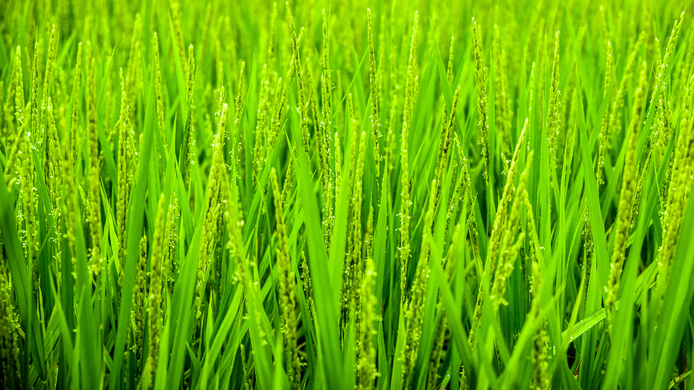 What Are Phosphate Solubilizing Microorganisms (PSM)?