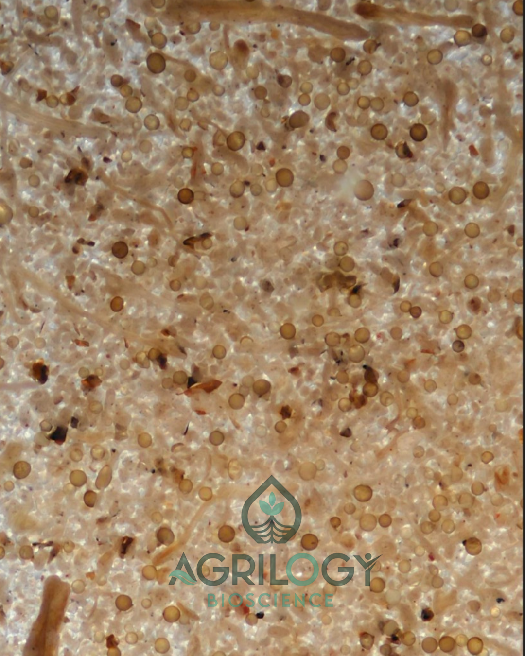 VAM Technical 1,00,000 Spores Per Gram thumbnail 4