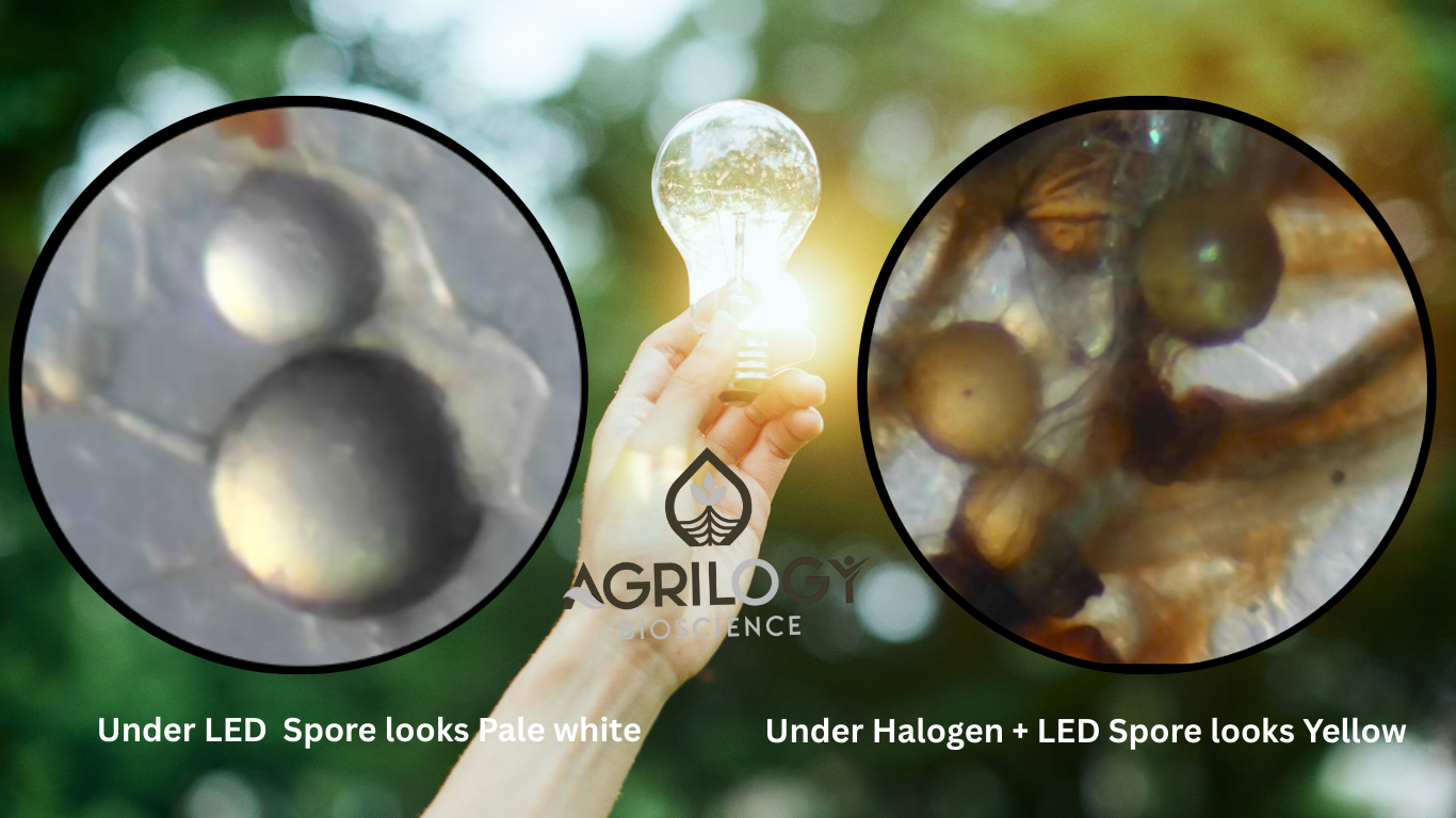 Microscope Secrets: Why Light Choice Matters for Spore Identification