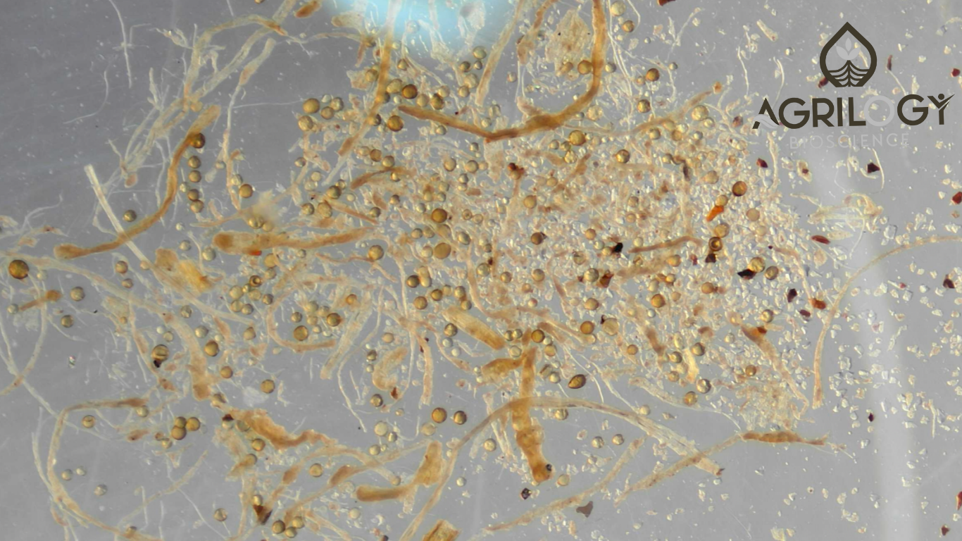 Why Spore Size Matters in Mycorrhizal Fungi ?