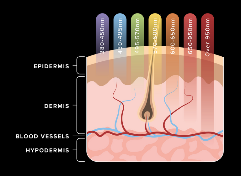 Diagram showing the depths different light wavelengths penetrate skin