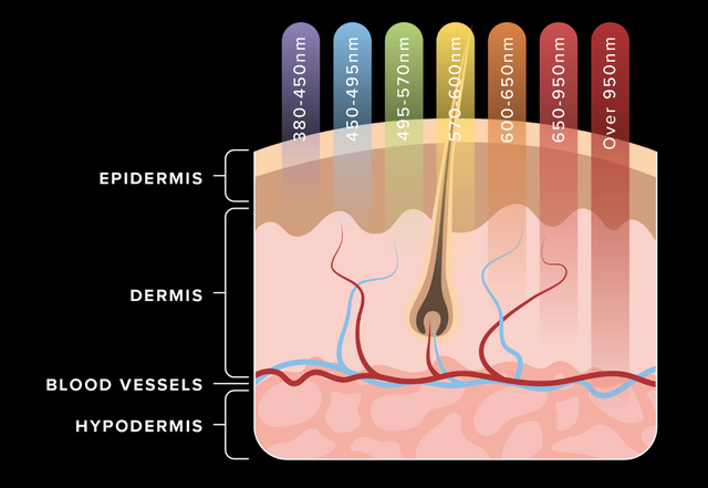 Diagram showing the depths different wavelengths of light travel through the skin