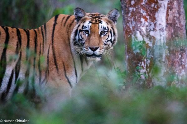 Royal Bengal tiger in Bardiya National Park, Nepal