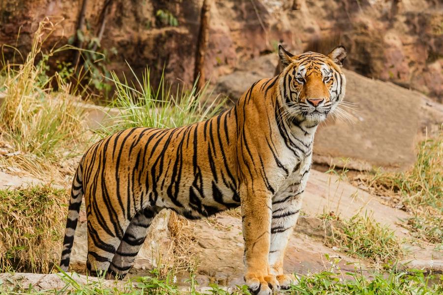 Royal Bengal tiger in Bardiya National Park, Nepal (https://unsplash.com/photos/brown-and-black-tiger-on-focus-photography-YuQgNYku1M8)