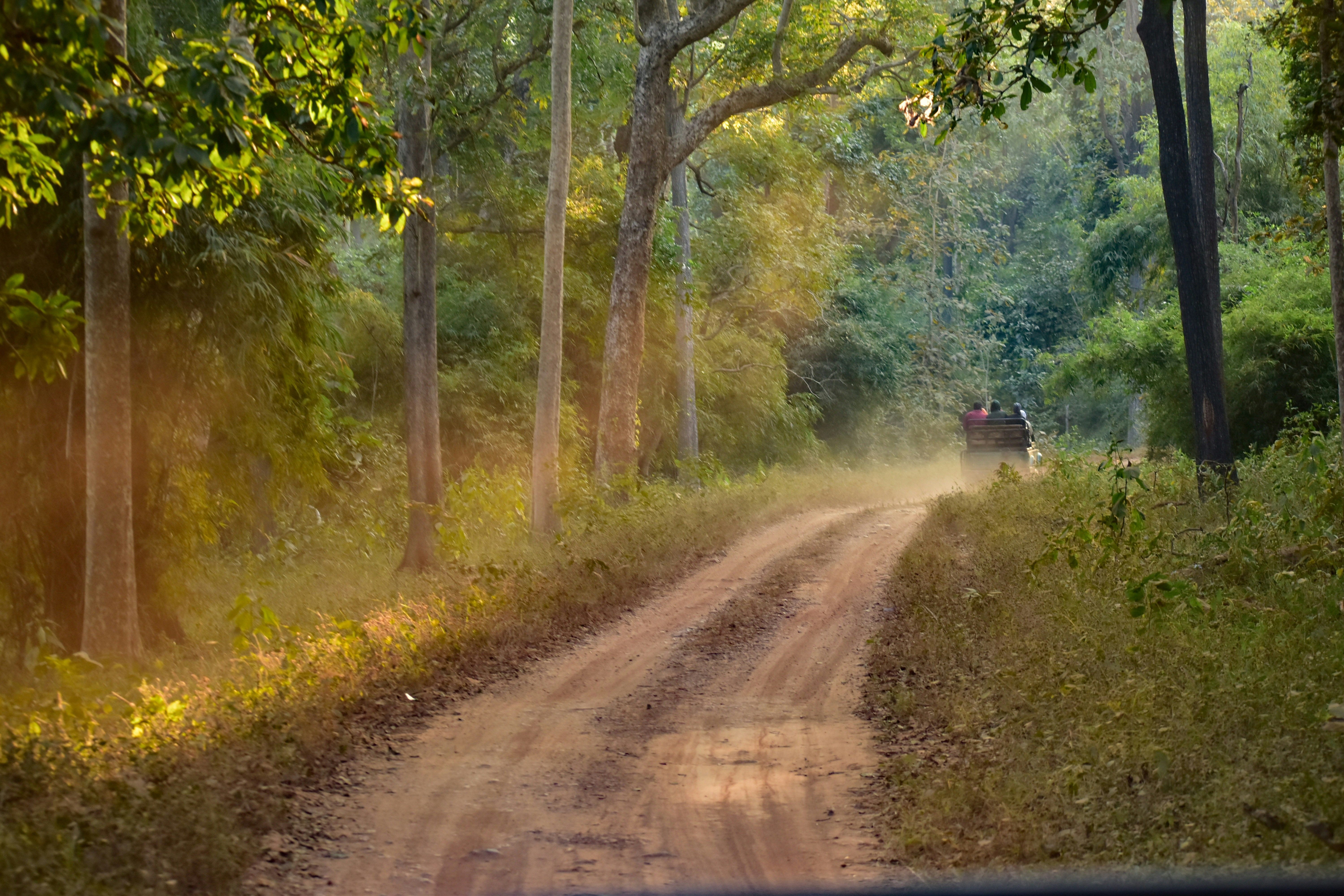 Road and landscape near Bardiya National Park in western Nepal (https://unsplash.com/photos/vehicle-on-dusty-forest-road-q5VHYV9XKdA?utm_source=unsplash&utm_medium=referral&utm_content=creditShareLink)