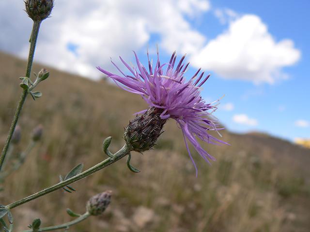 Noxious Weed Management