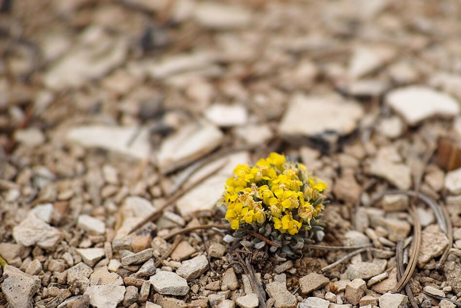 Ursa Operating Company – Bear Gulch BA