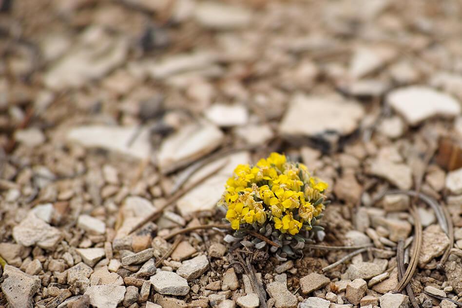 Ursa Operating Company – Bear Gulch BA