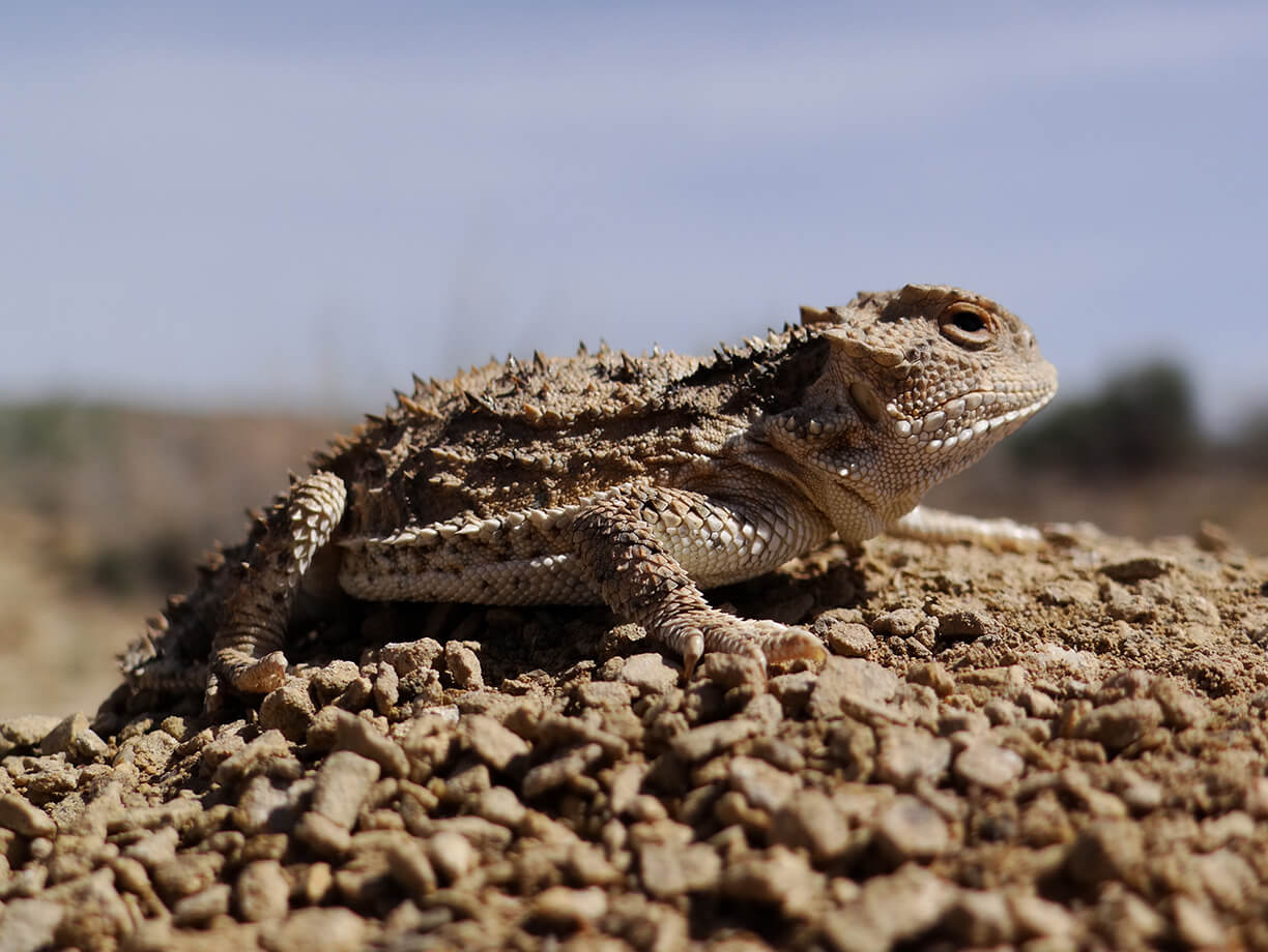BLM – 2013 Solar Biologic Survey Project