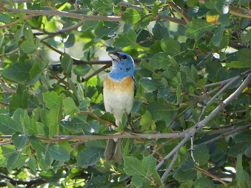 Bargath, LLC and WPX Energy Rocky Mountain, LLC – Kokopelli Phase II Pipeline and Spruce-Beaver Creek Waterlines EA