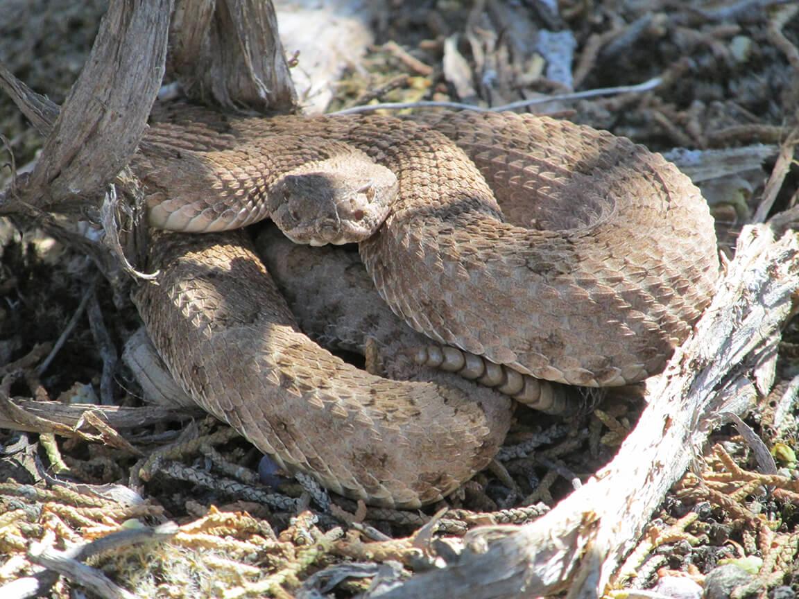 Black Hills Exploration and Production – Horseshoe Canyon, Homer Deep, Winter Flats, & Wagon Track Units