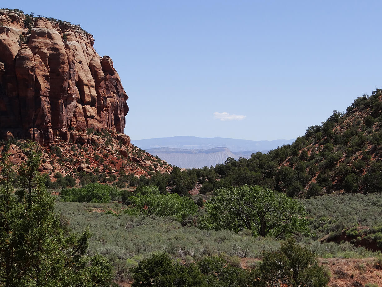 CMU – Colorado Hookless Cactus Current Conditions Evaluation