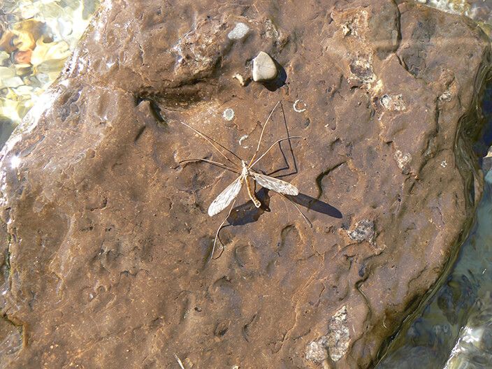 Water Quality Monitoring, Benthic Macroinvertebrate Index