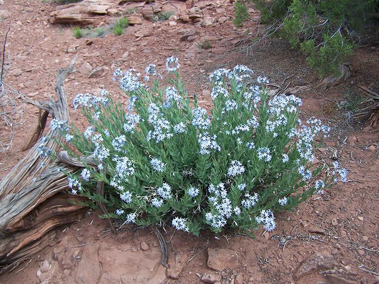Mesa Land Trust – Three Sisters Trails Biological Surveys