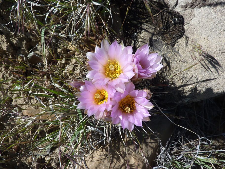 BLM – 2015 Solar Biologic Survey Project